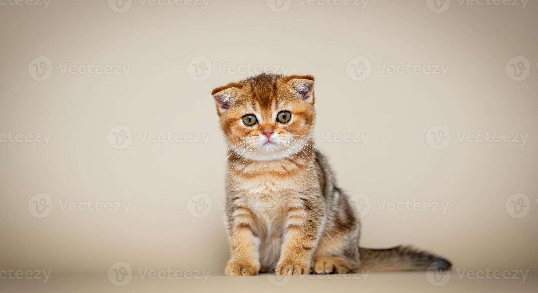 Adorable scottish fold kitten on neutral background for animal-themed design projects photo