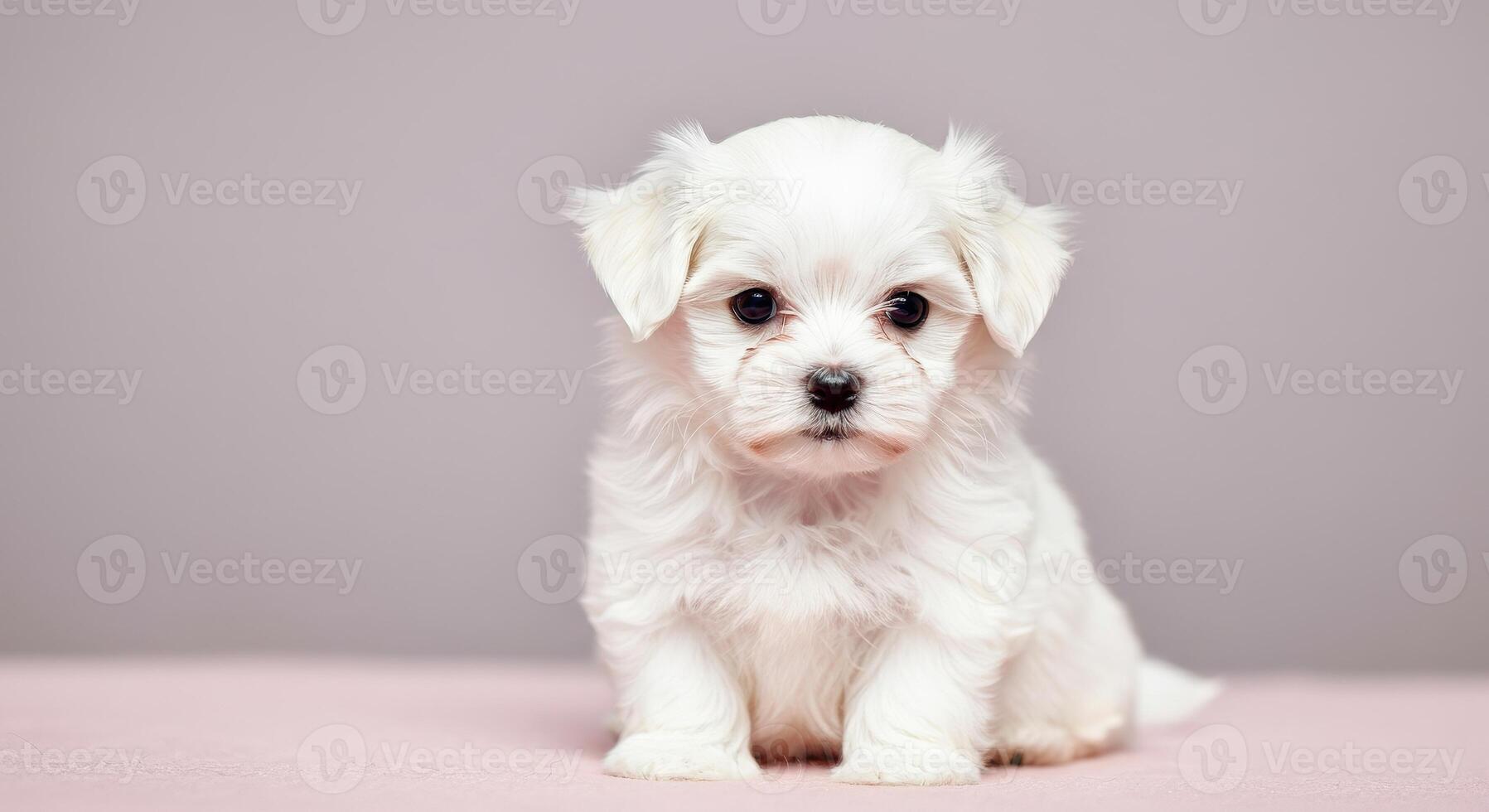 Adorable maltese puppy on soft pink carpet expressing curious innocence photo