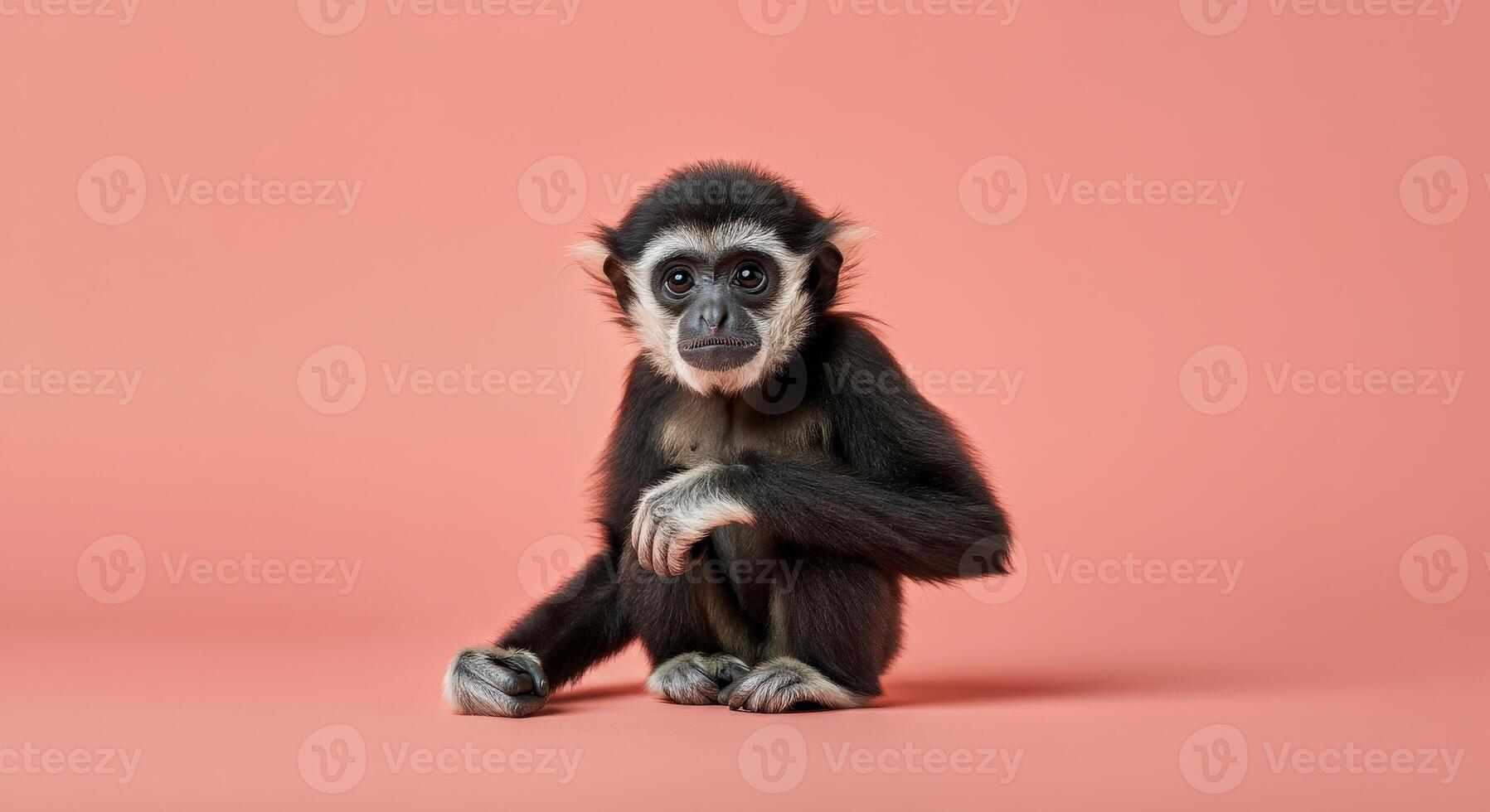 Adorable young gibbon sitting on peach background perfect for wildlife themes photo
