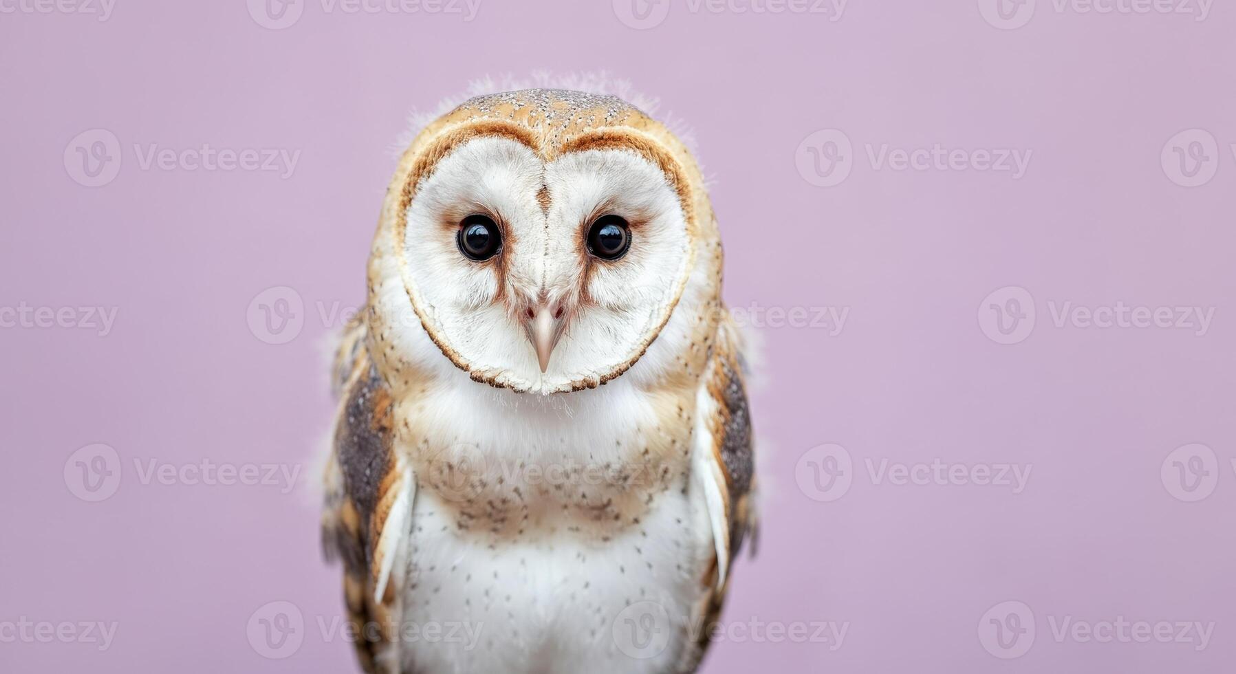 Enchanting portrait of a barn owl against a soft pastel background photo