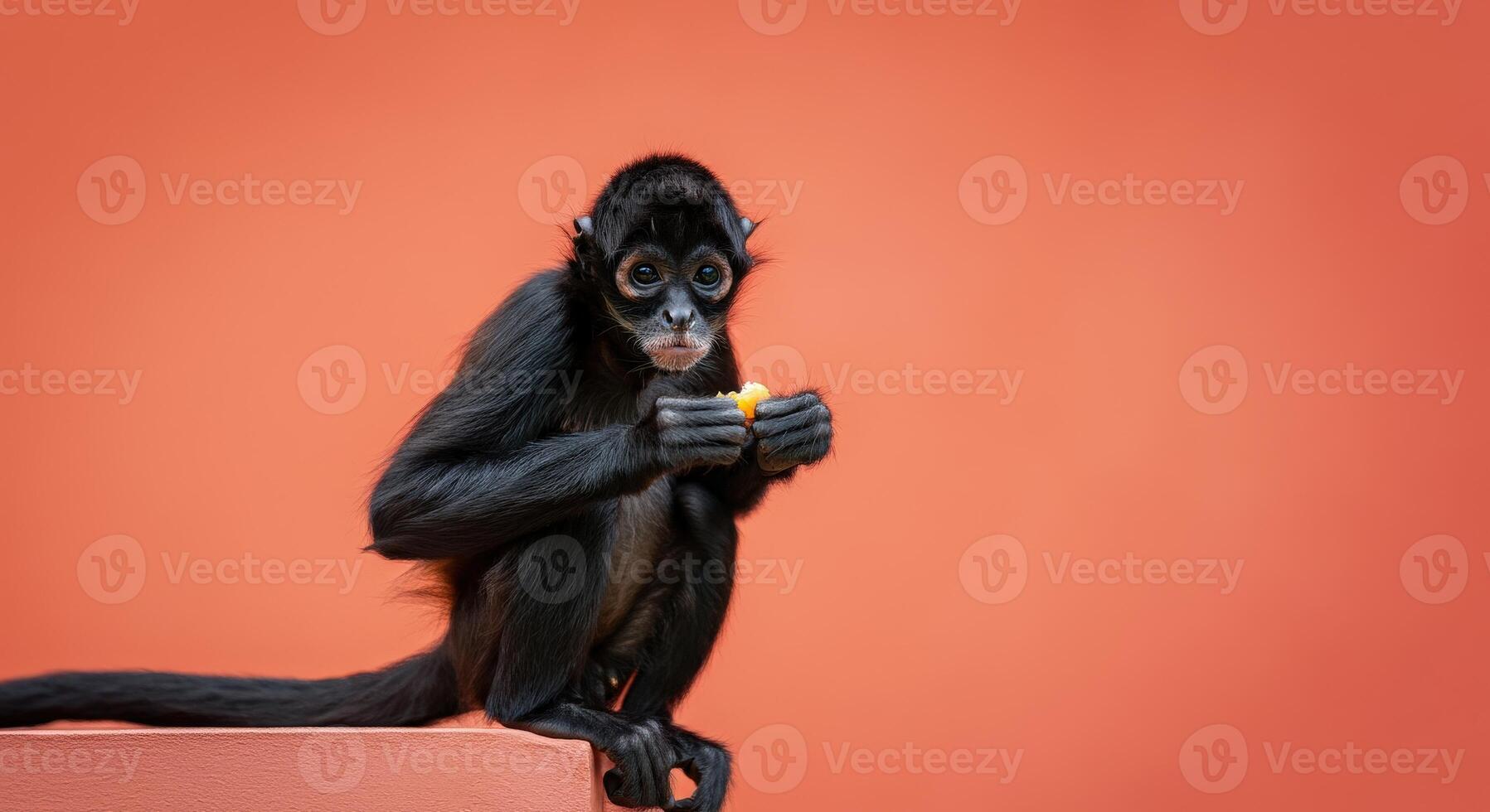 Playful monkey with fruit against vibrant orange background highlighting wildlife charm photo