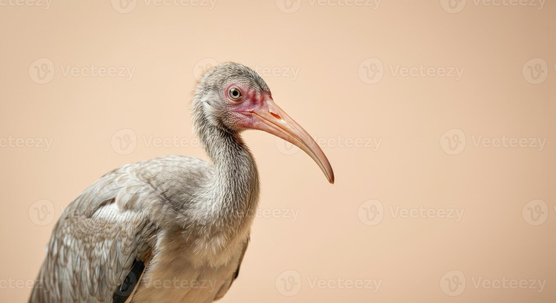 Close-up of a graceful ibis with soft beige background for nature conservation themes photo