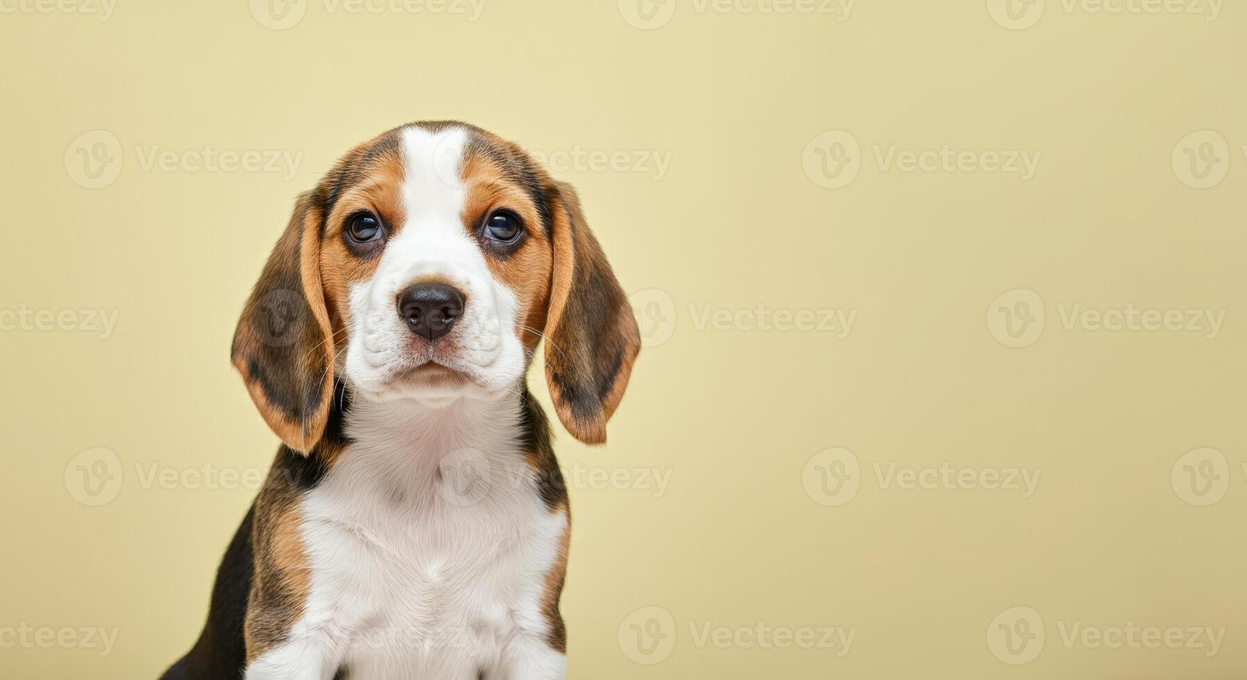 Cute beagle puppy on neutral background for pet portraits and advertisements photo