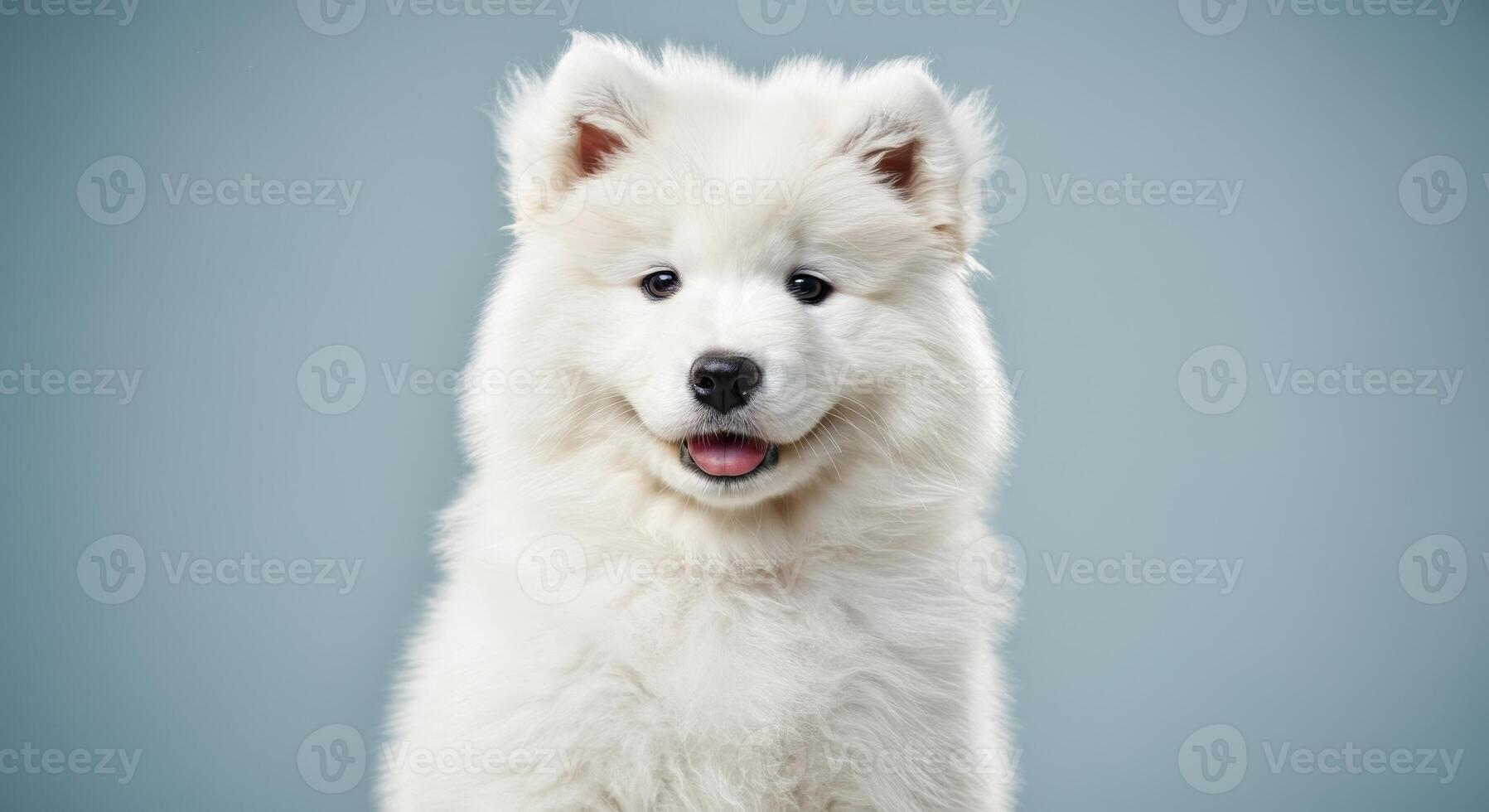 Fluffy samoyed puppy on blue background for pet-themed designs photo