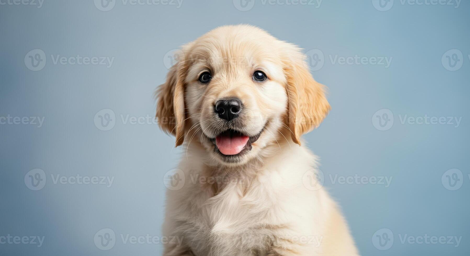Golden retriever puppy portrait with happy expression in soft blue background for pet lovers and animal enthusiasts photo