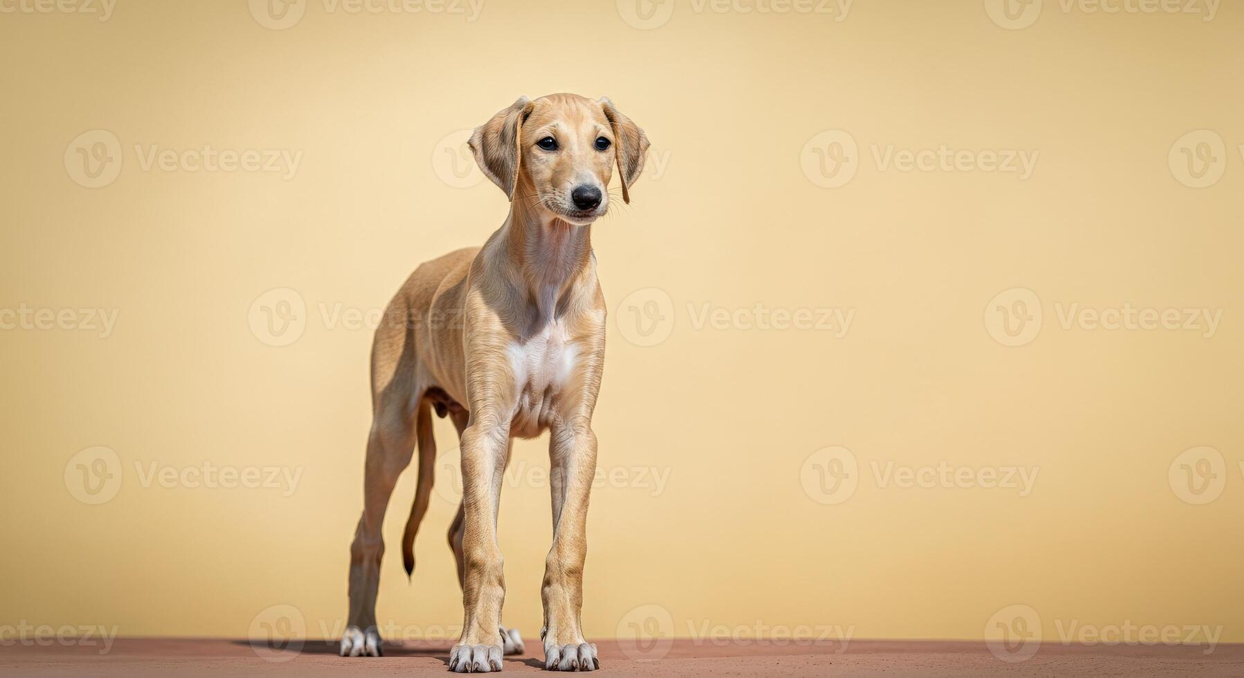 Graceful young greyhound against soft yellow backdrop for modern design photo