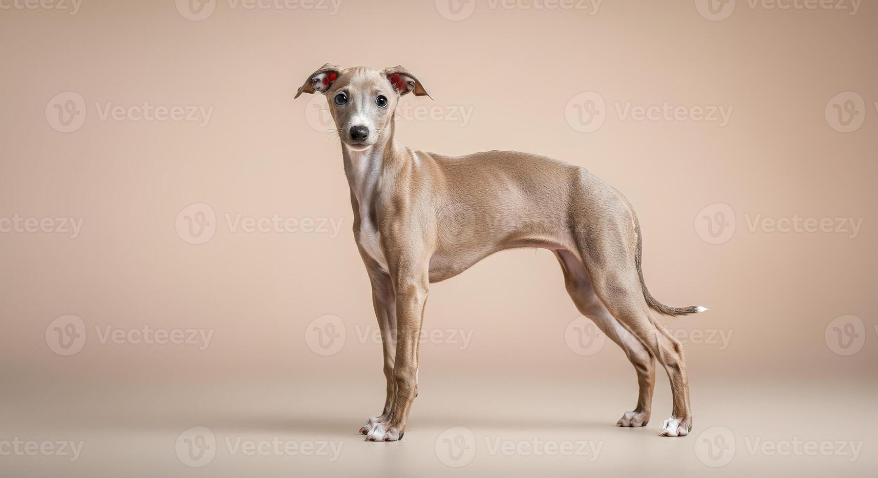 Italian greyhound in elegant pose against neutral background for pet portraits photo