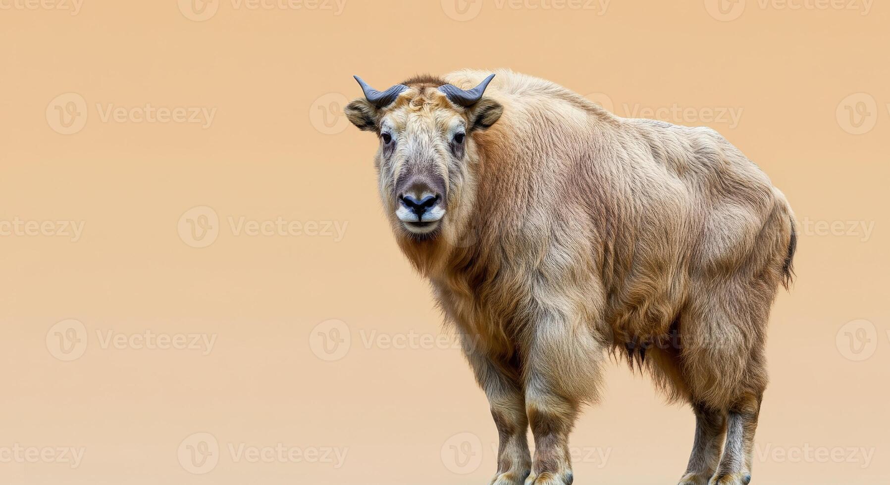 Captivating takin against soft beige background - ideal nature and wildlife concept for design photo