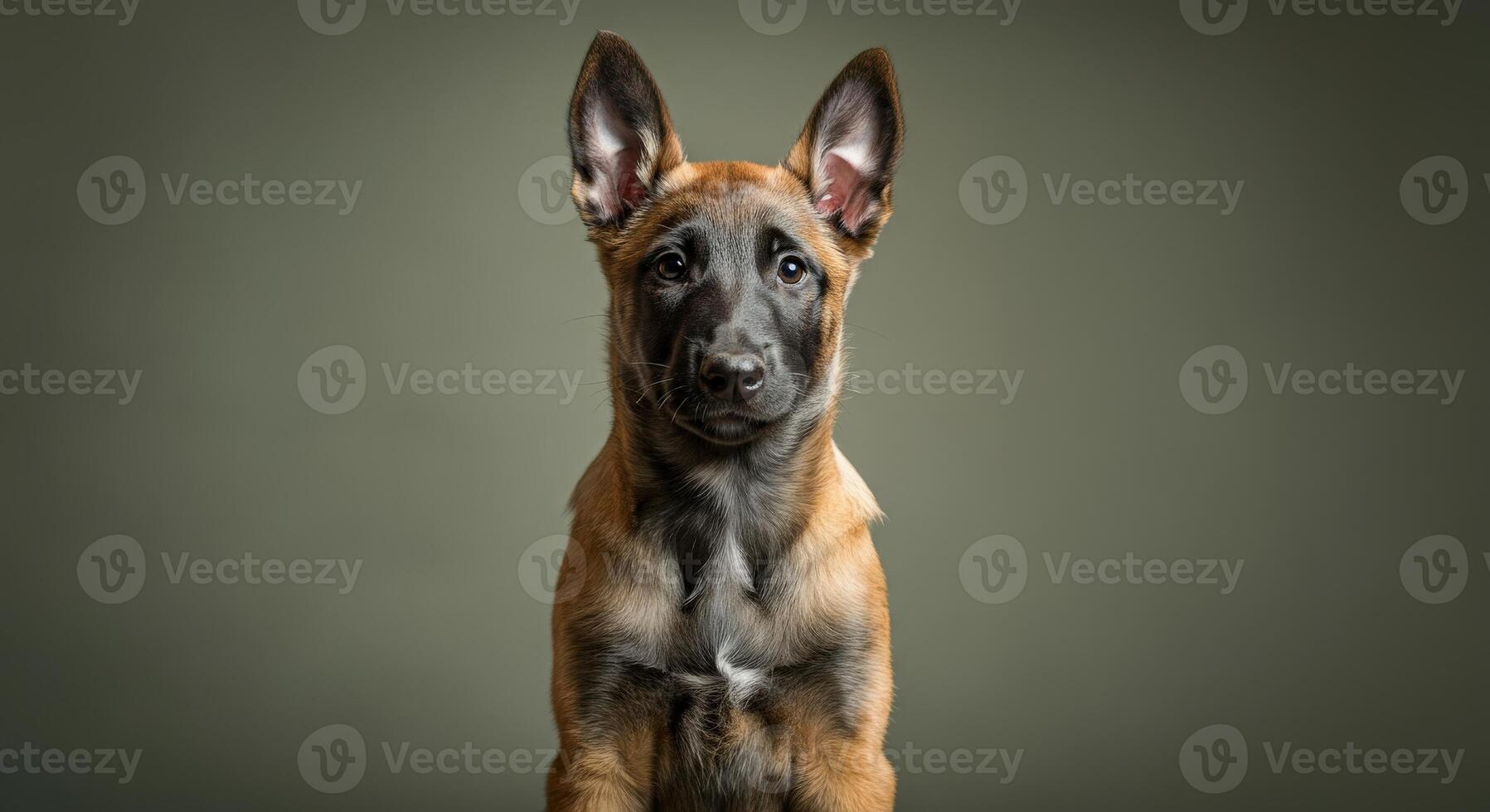 Adorable belgian malinois puppy with alert expression on neutral background photo