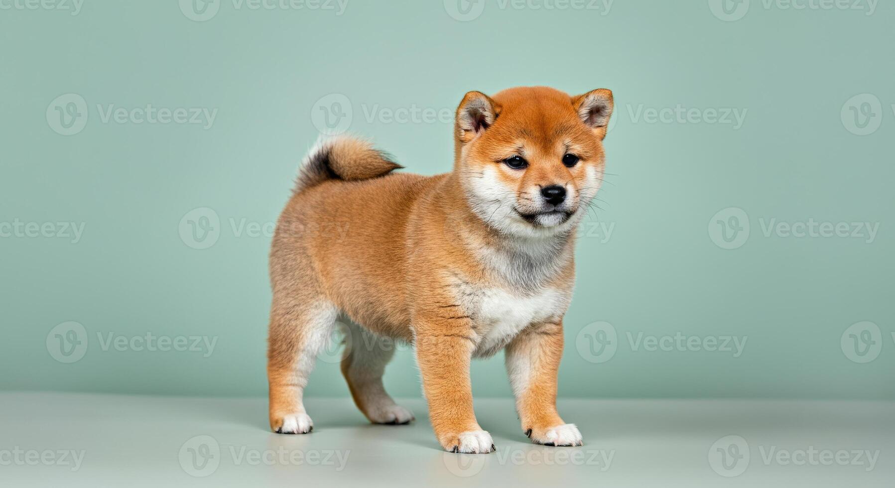 Adorable shiba inu puppy on minimalist green background for pet enthusiasts and animal lovers photo
