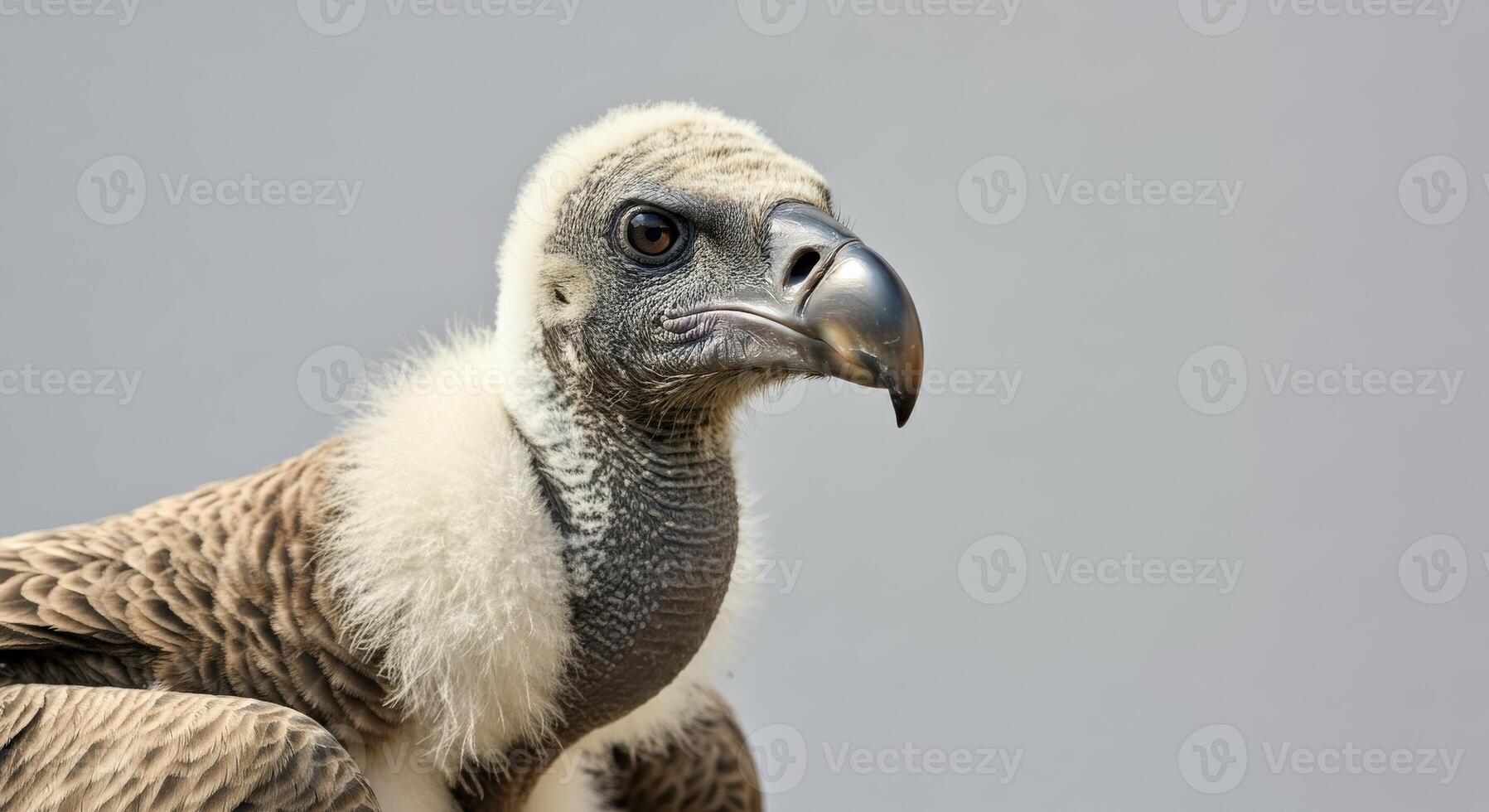 Majestic vulture profile against gray sky perfect for wildlife conservation themes photo