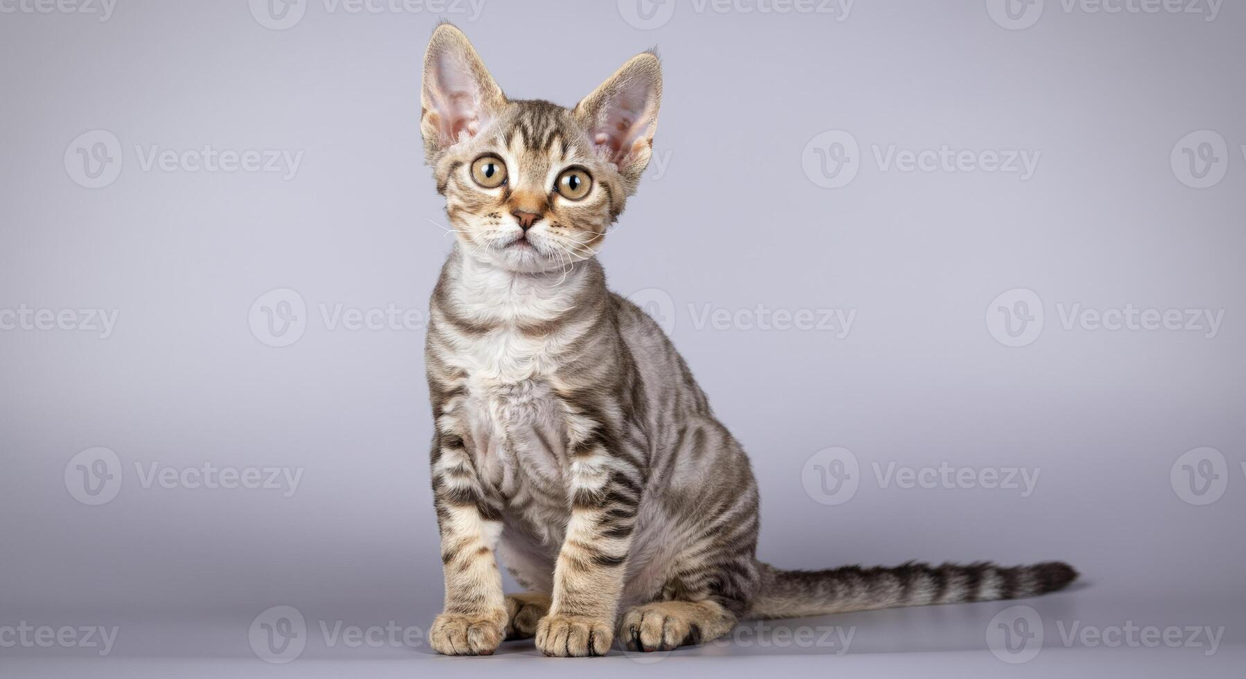 Curious devon rex kitten with striped fur sitting against a soft background photo