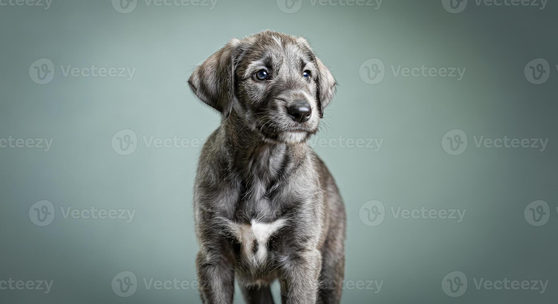Adorable gray puppy with white markings in studio portrait ideal for pet lovers and animal themes photo