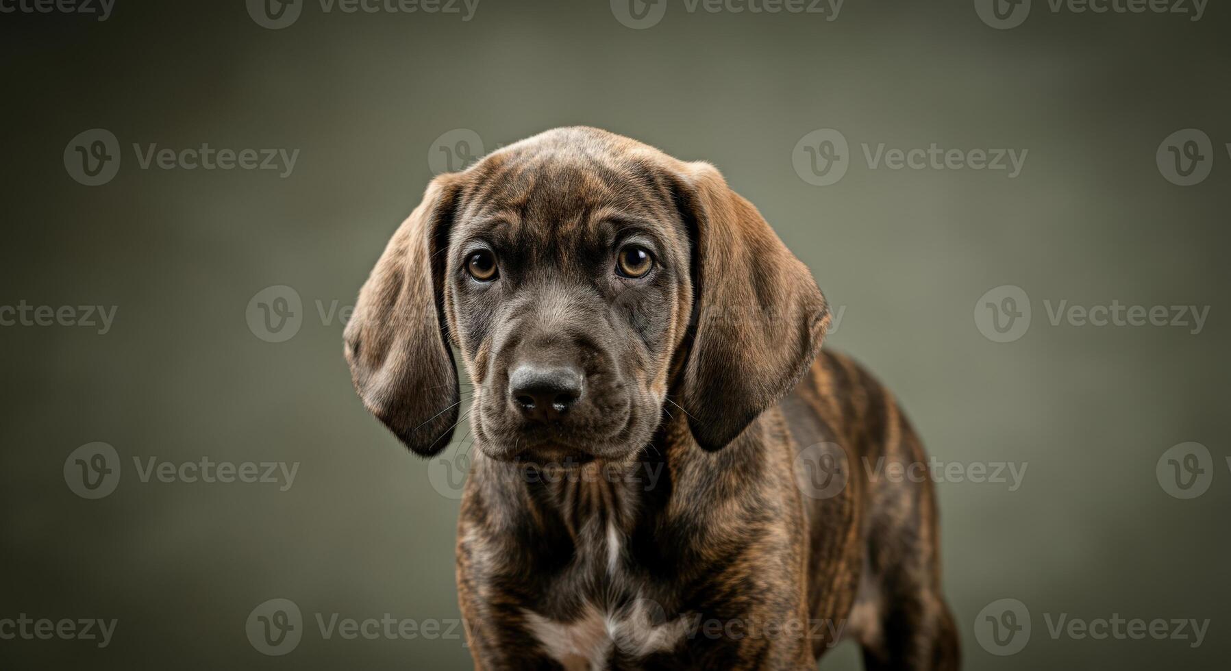 Adorable brindle puppy with curious expression on neutral background for pet portraits photo