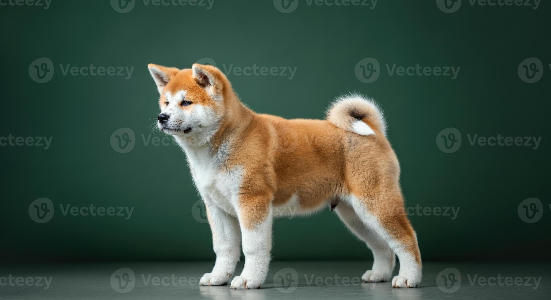 Young akita inu puppy on green background, showcasing sturdy build and curious expression photo
