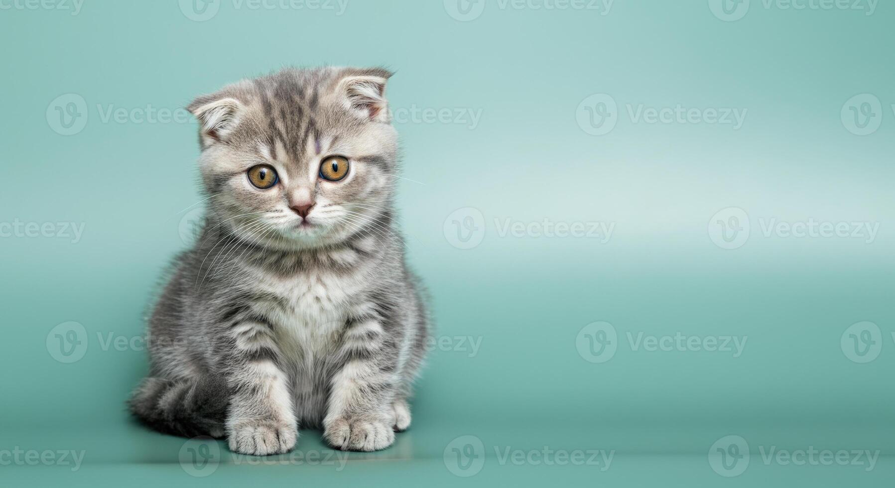 Adorable scottish fold kitten with striped fur on a soft green background photo