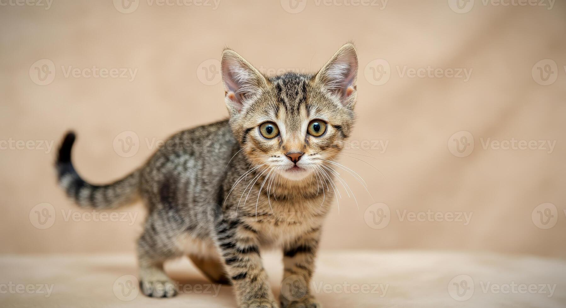 Adorable tabby kitten with curious expression on neutral background photo