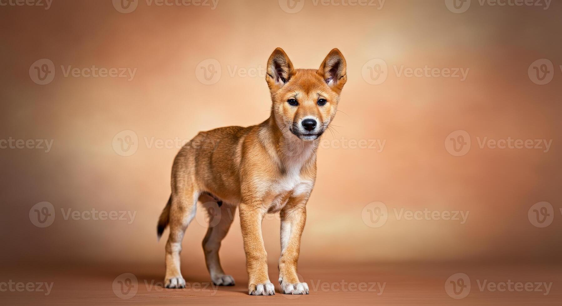Adorable shiba inu puppy on warm gradient background for pet lovers photo