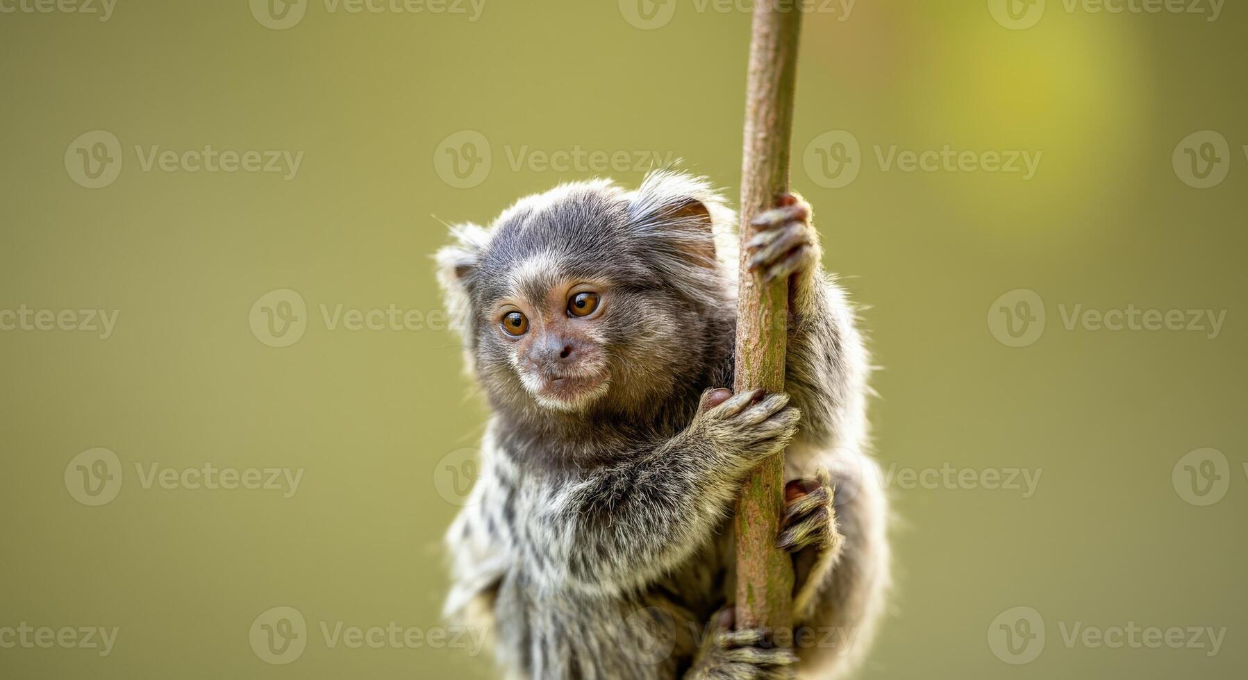 Curious marmoset clinging to a branch in natural habitat photo