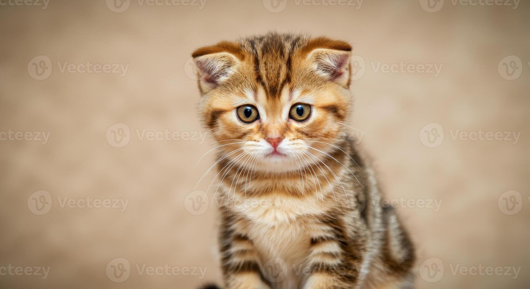 Adorable scottish fold kitten with striking eyes on beige background photo