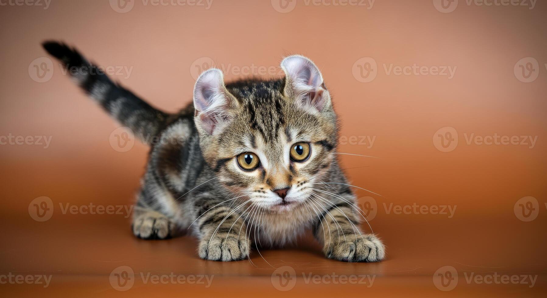 Playful tabby kitten with curled ears on brown background for animal lovers photo