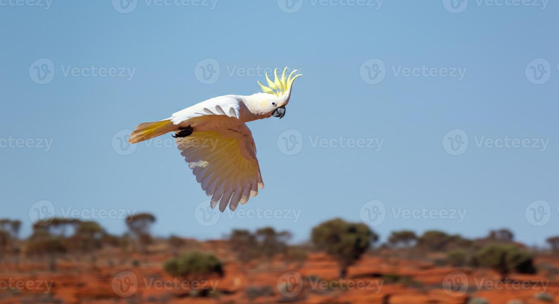 Sulphur-crested cockatoo in flight over australian outback landscape photo