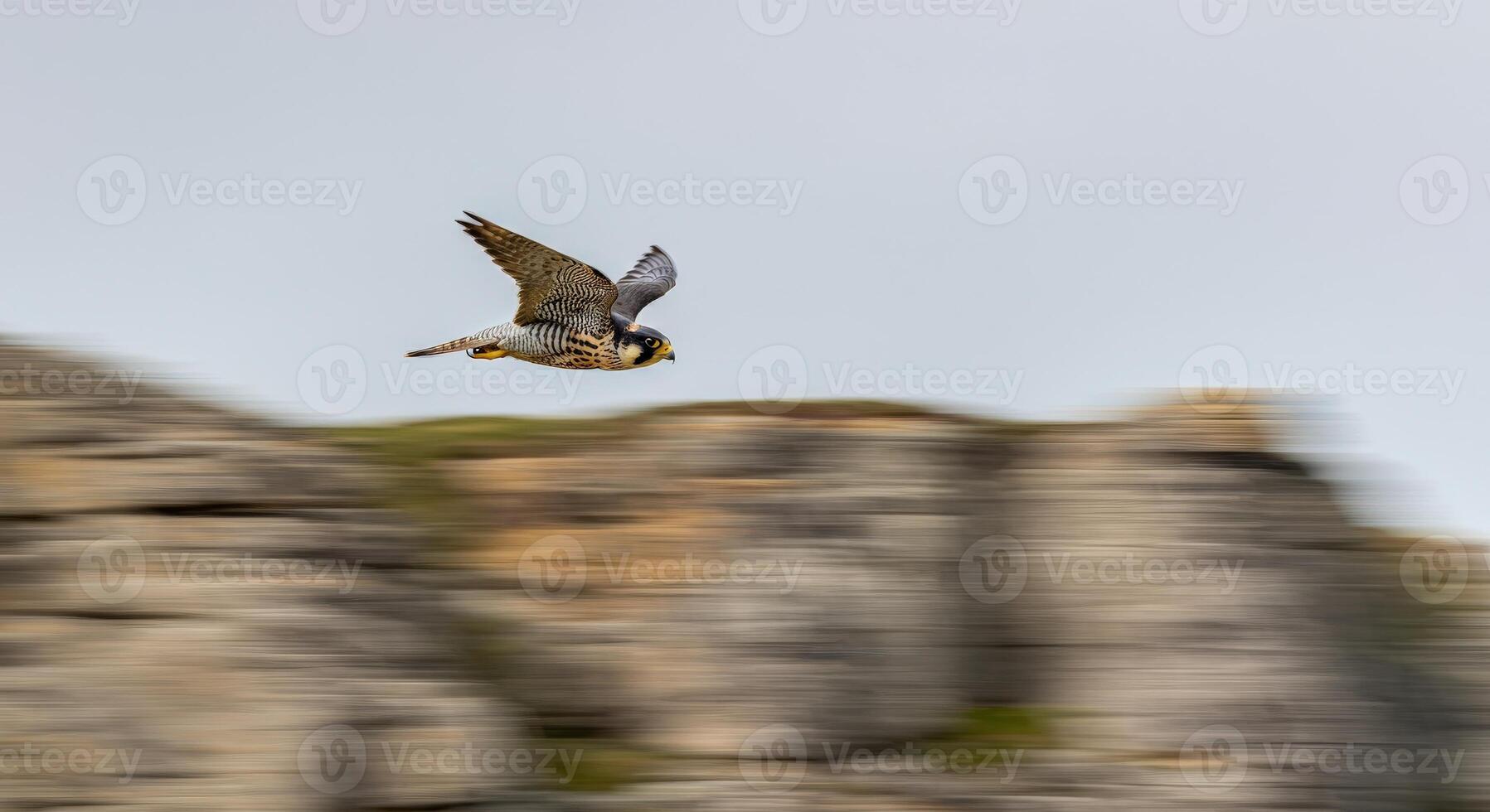 Peregrine falcon in flight against rocky cliff background in dynamic motion photo