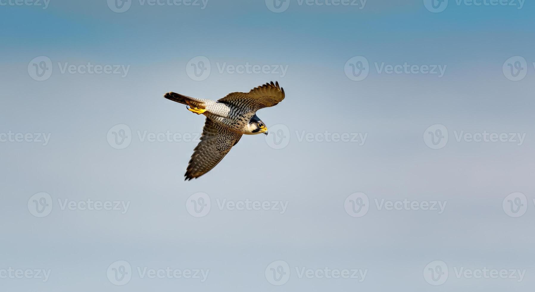 Peregrine falcon in flight against clear blue sky photo