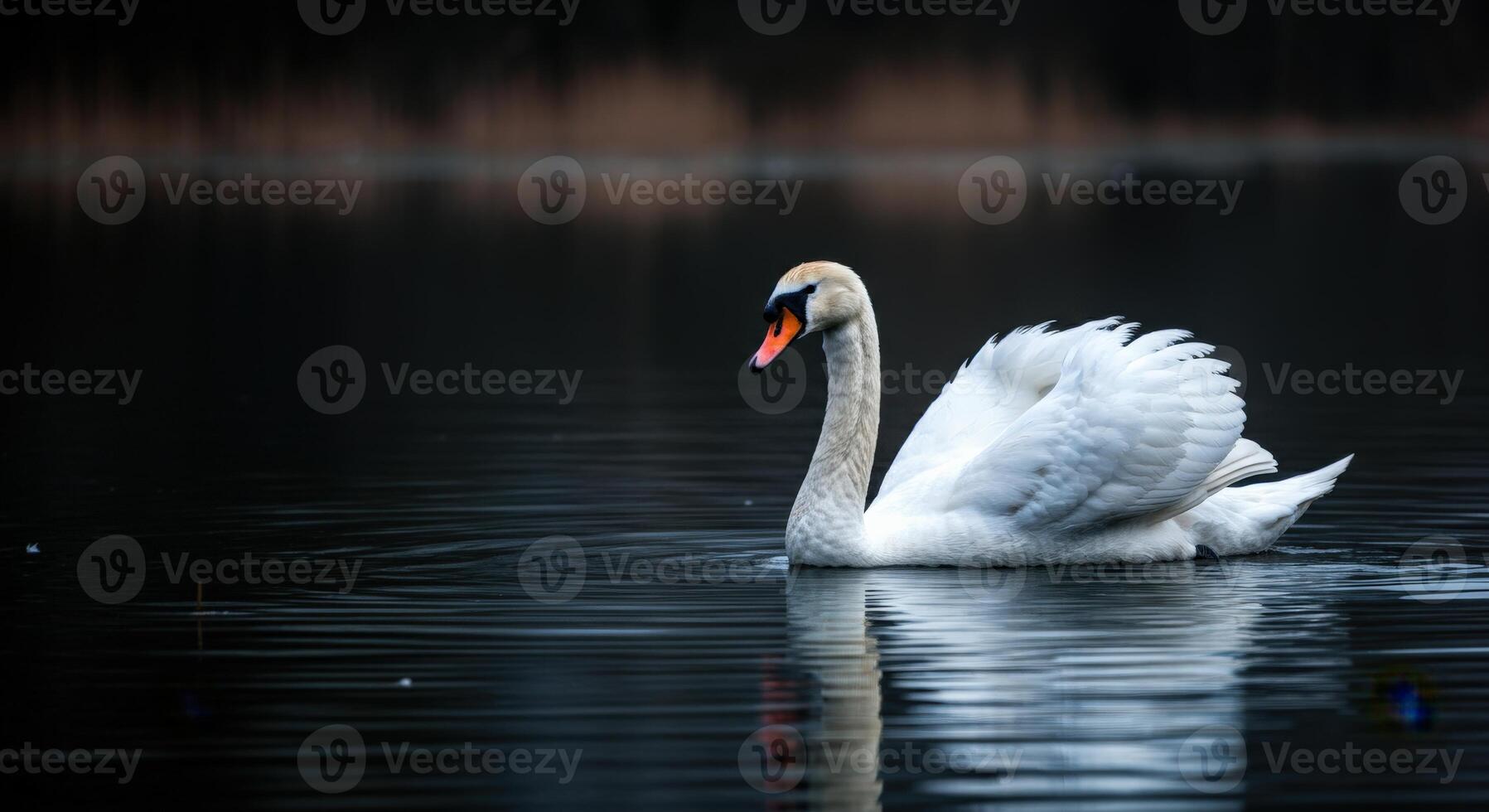 Graceful swan gliding on tranquil lake reflects serenity and elegance photo