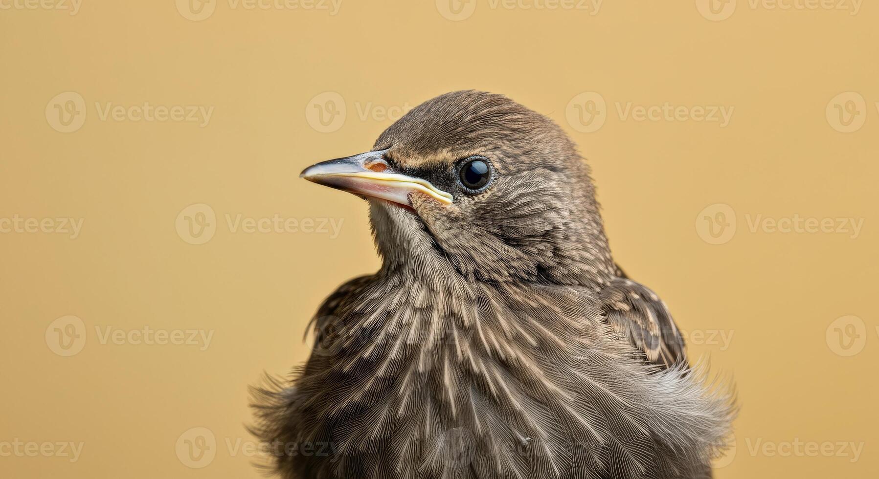 Close-up portrait of a european starling on a warm yellow background for nature exploration photo