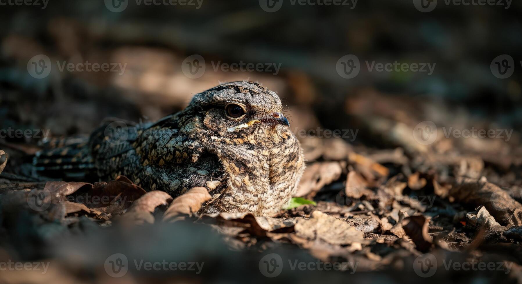 Camouflaged nightjar among forest leaves in natural habitat photo