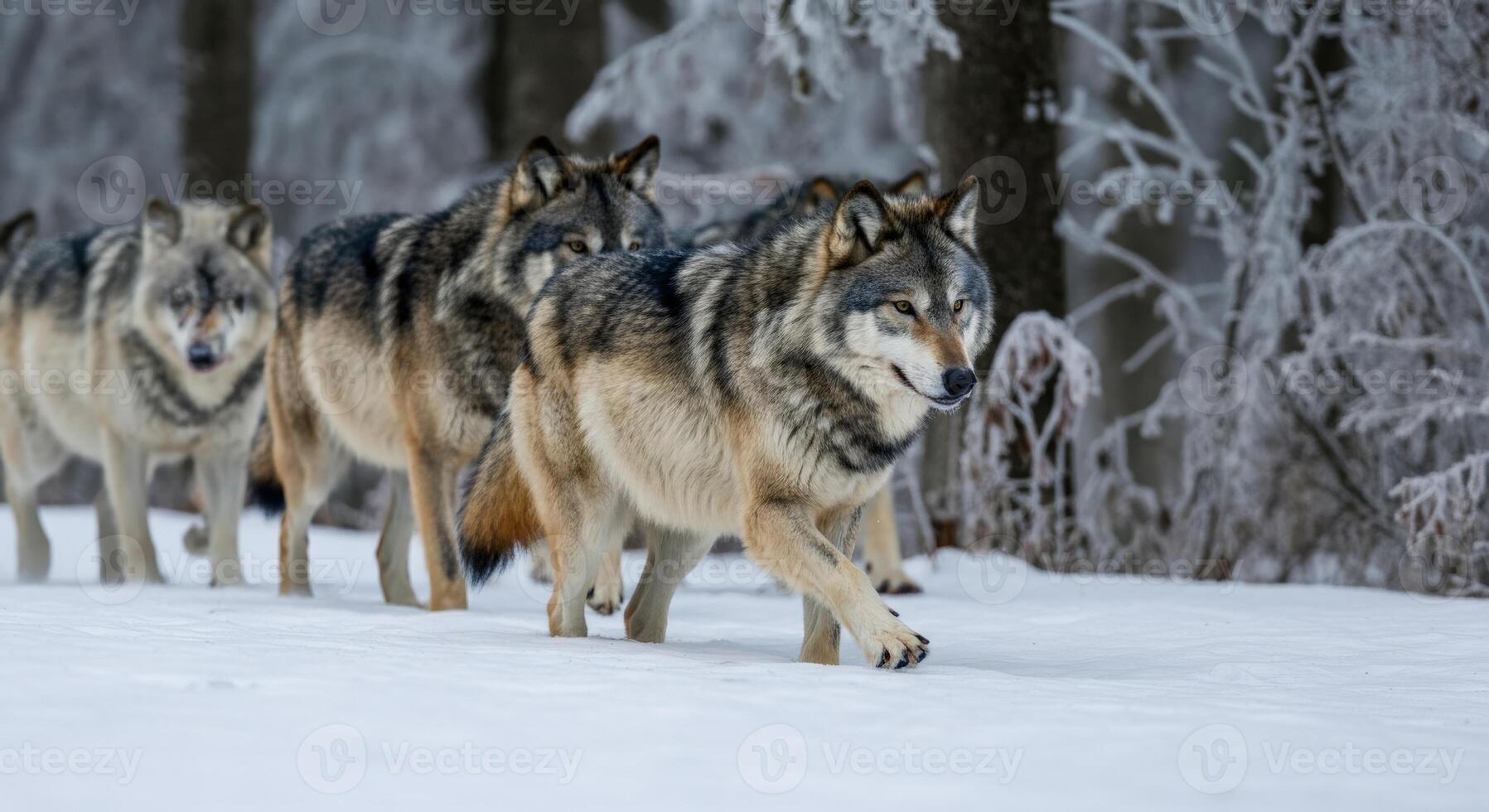 Wolf pack navigates snowy forest in winter landscape for wildlife exploration theme photo