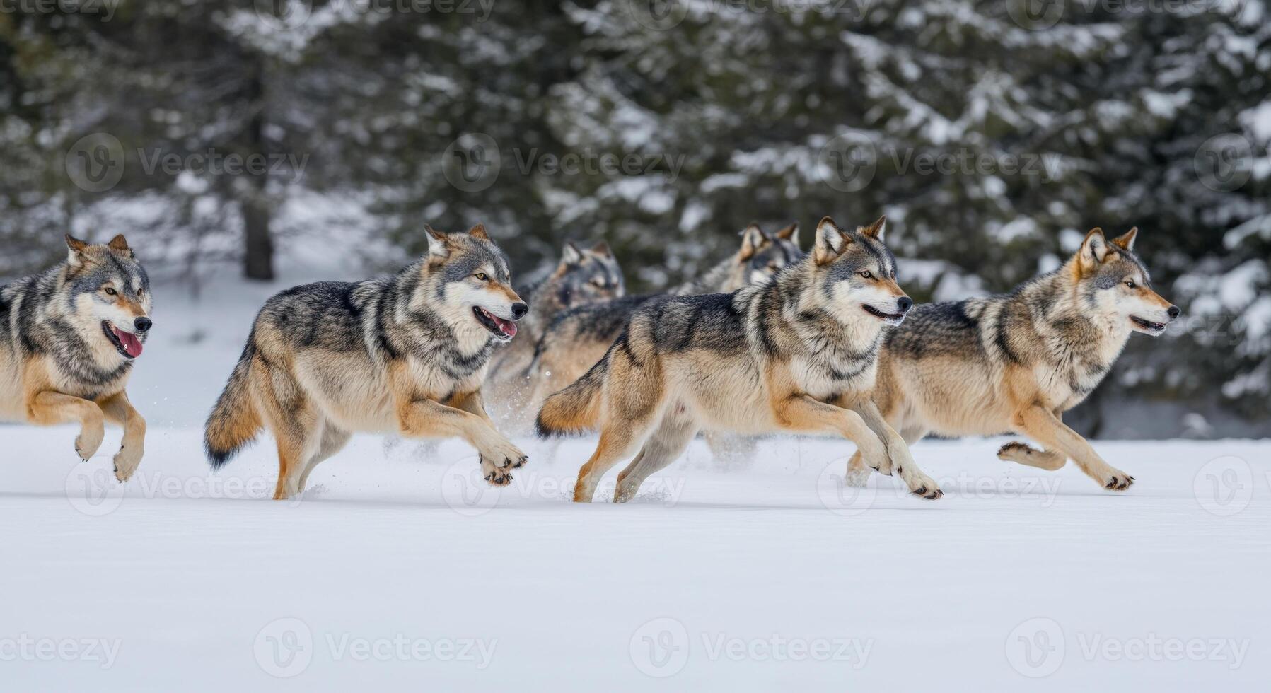 Pack of wolves running through snowy forest landscape in winter photo