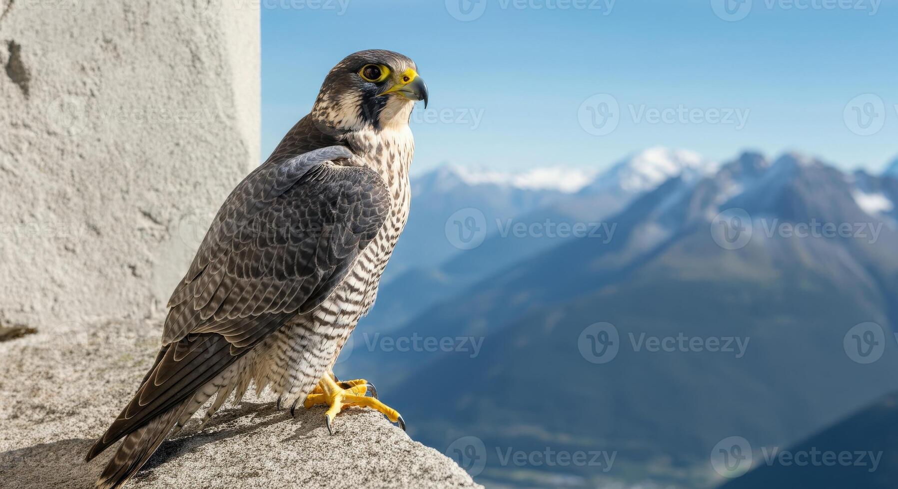 Majestic peregrine falcon perched on mountain cliff with scenic alpine view photo