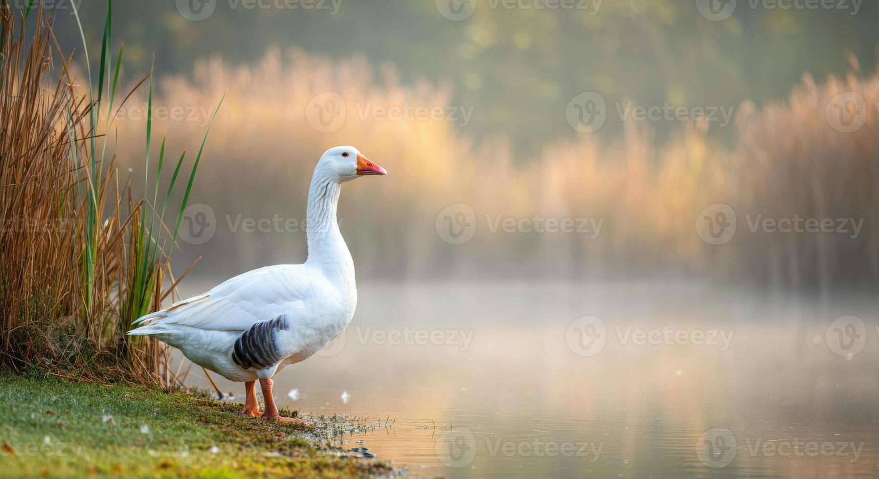 Serene morning by the lake with a graceful goose in natural wetland habitat photo
