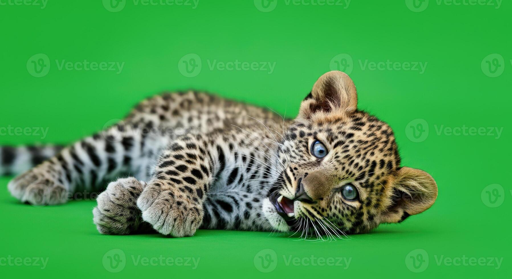 Adorable leopard cub relaxing on bright green background for nature series photo
