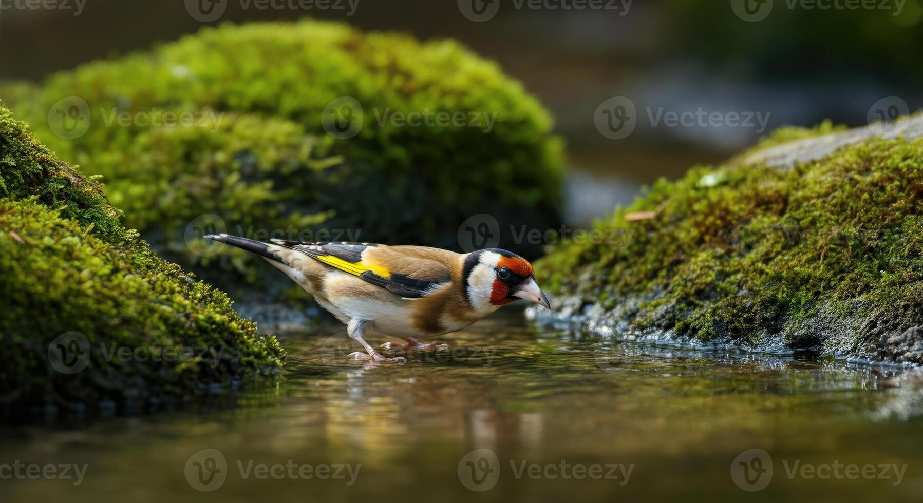 European goldfinch drinking from stream amidst green mossy rocks in natural habitat photo