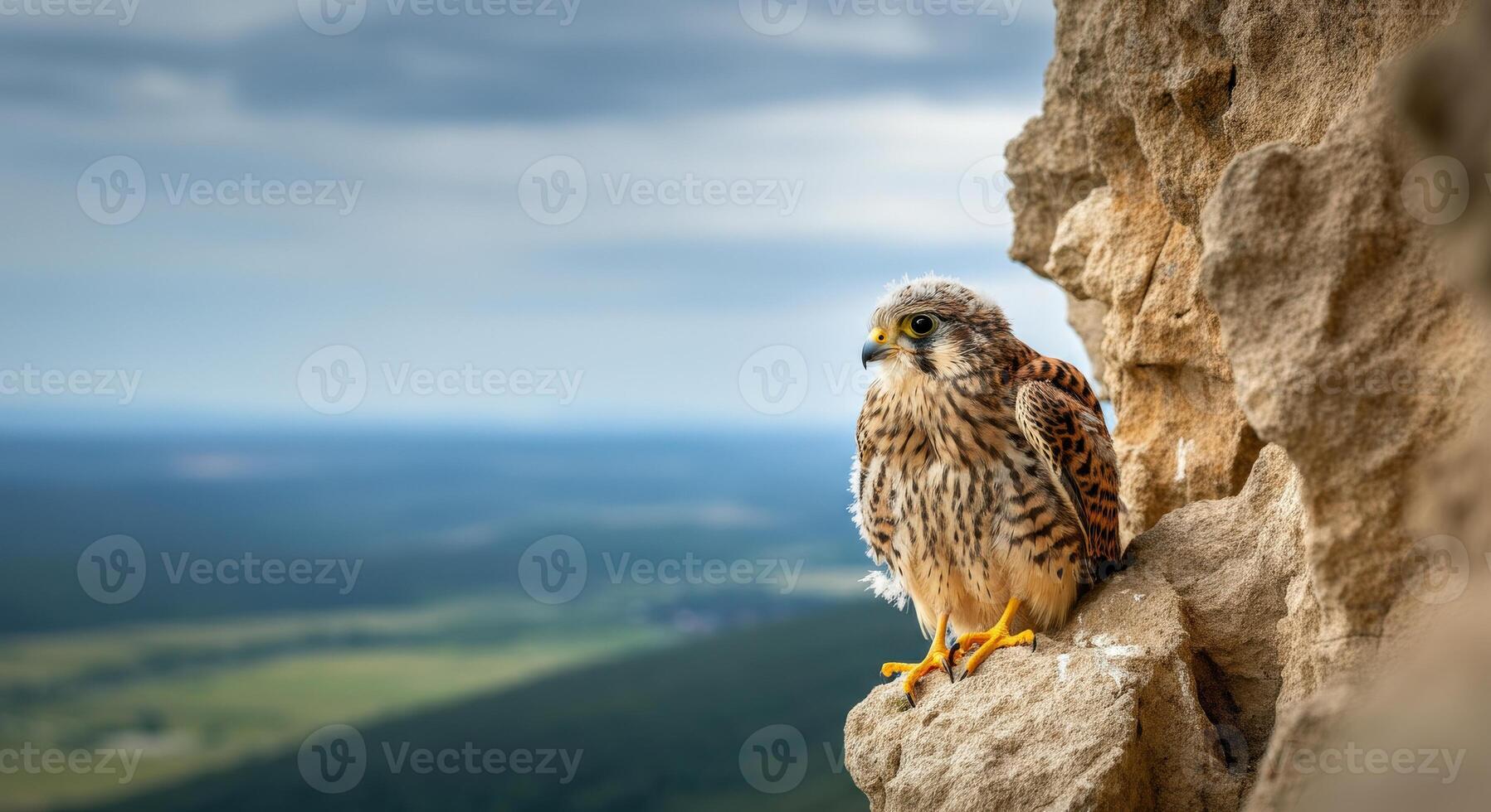Peregrine falcon perched on rocky cliff with expansive landscape view photo