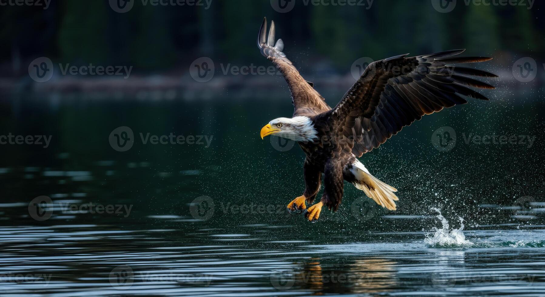Majestic bald eagle in flight over serene lake with forest backdrop photo