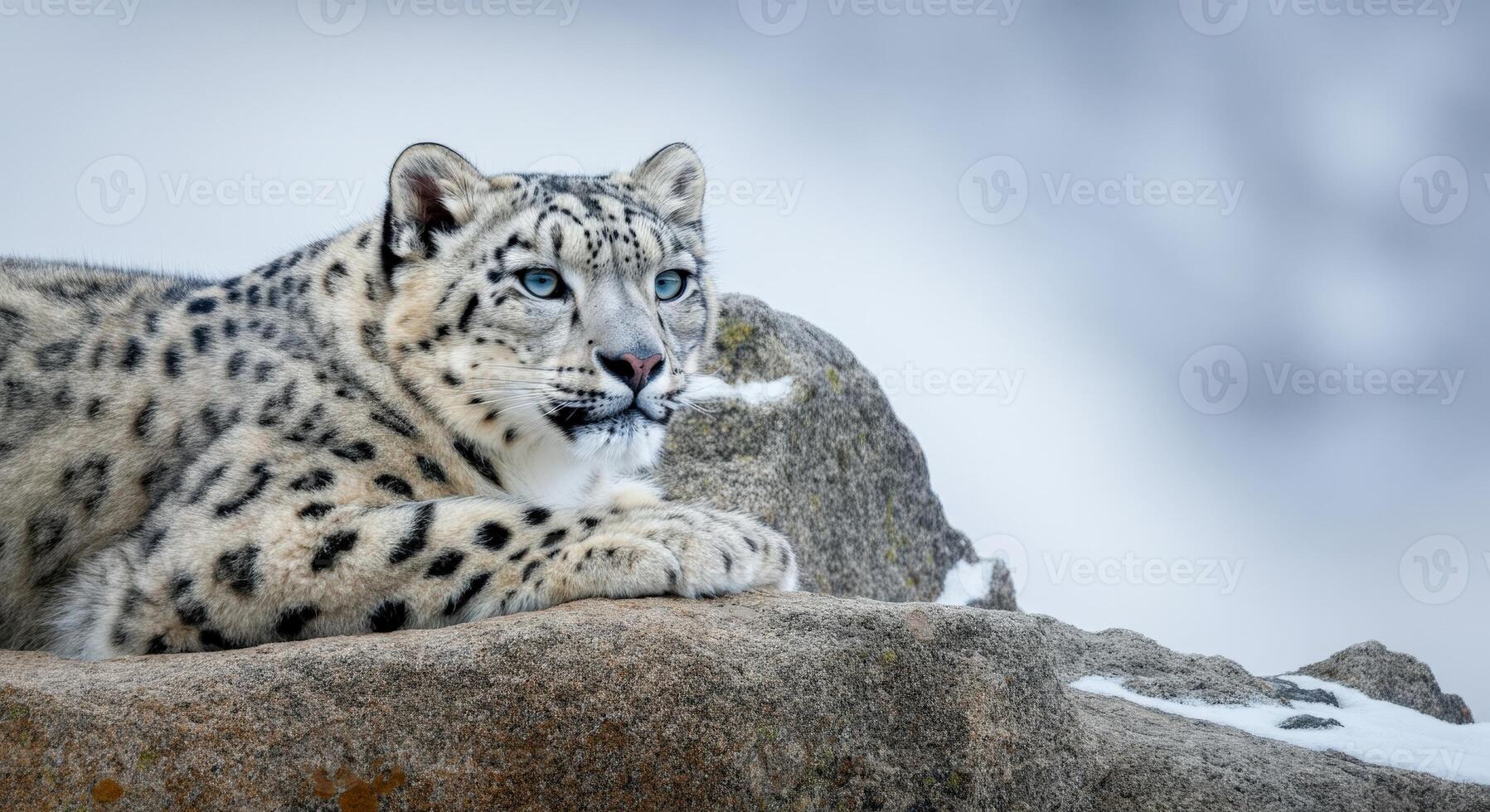 Majestic snow leopard resting on rocky terrain in winter habitat photo