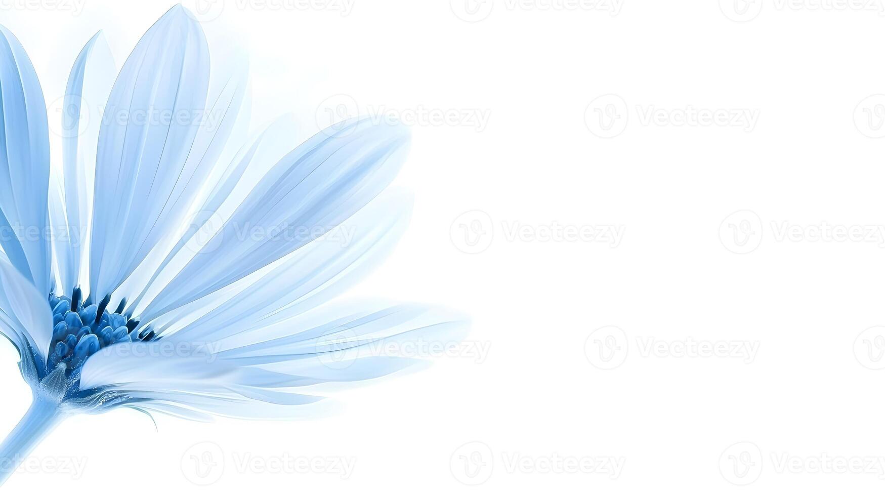 A blue flower with a white background photo