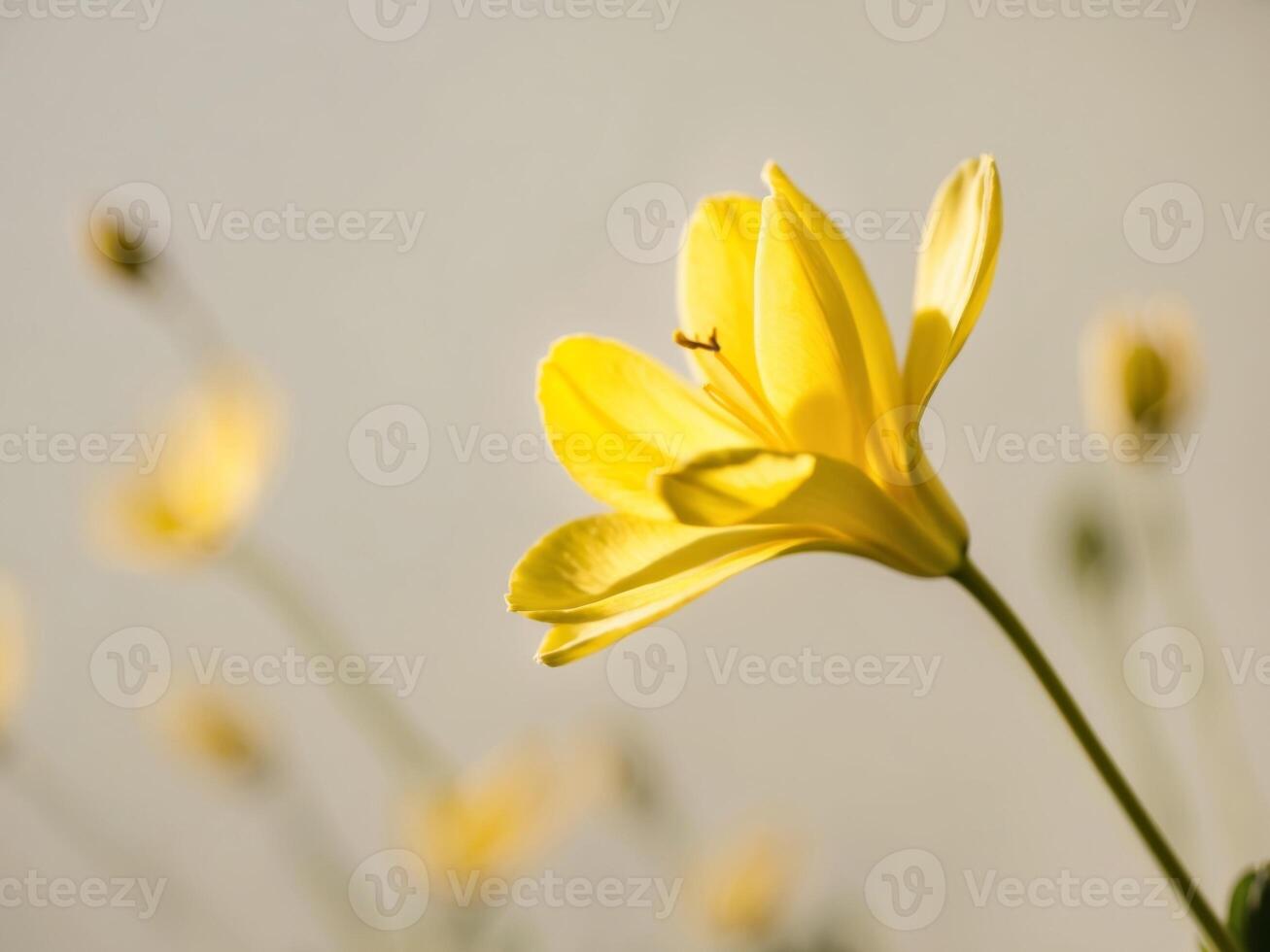 Bright yellow flower with open petals in sunlight. photo