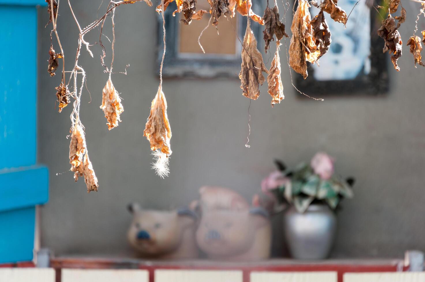 Nature Leaf die in soft light . photo