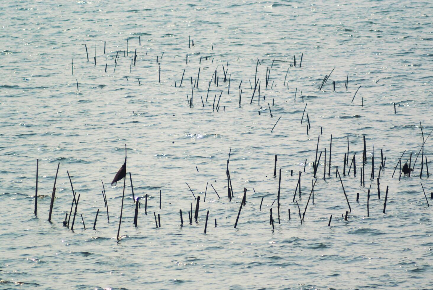 Stump trees in water photo