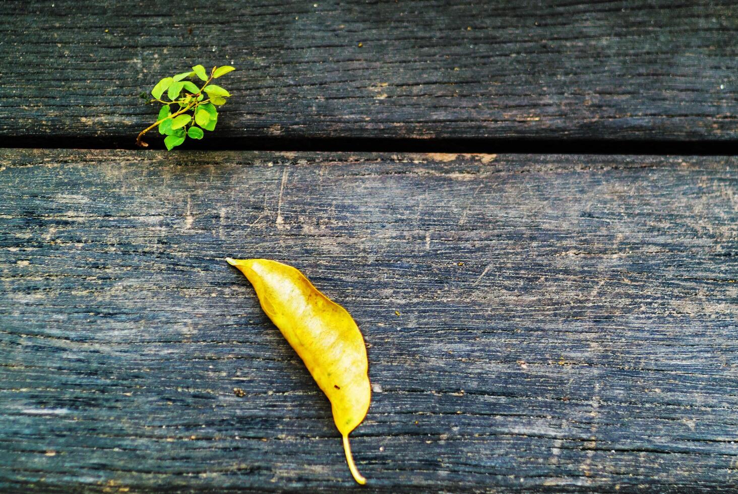 Leaf Plant growing on tree stump photo