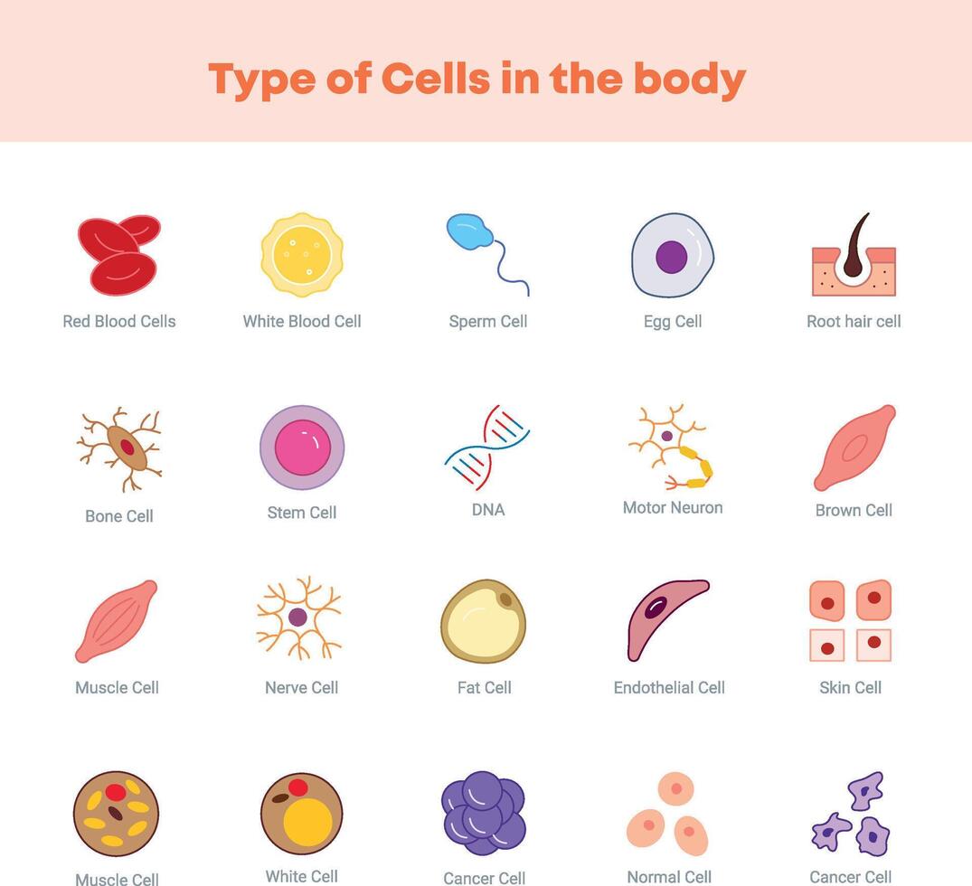 Type of cells in the body icons vector