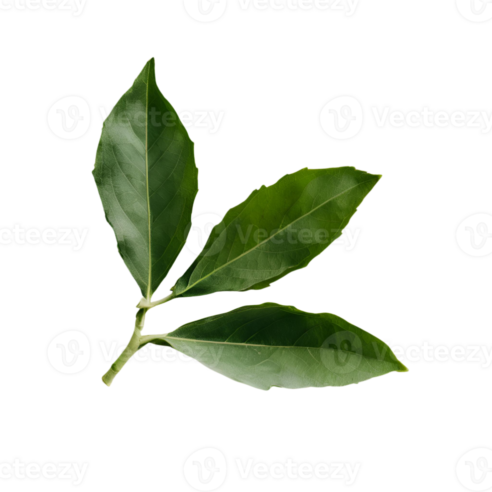 Bay leaves are green color spices png