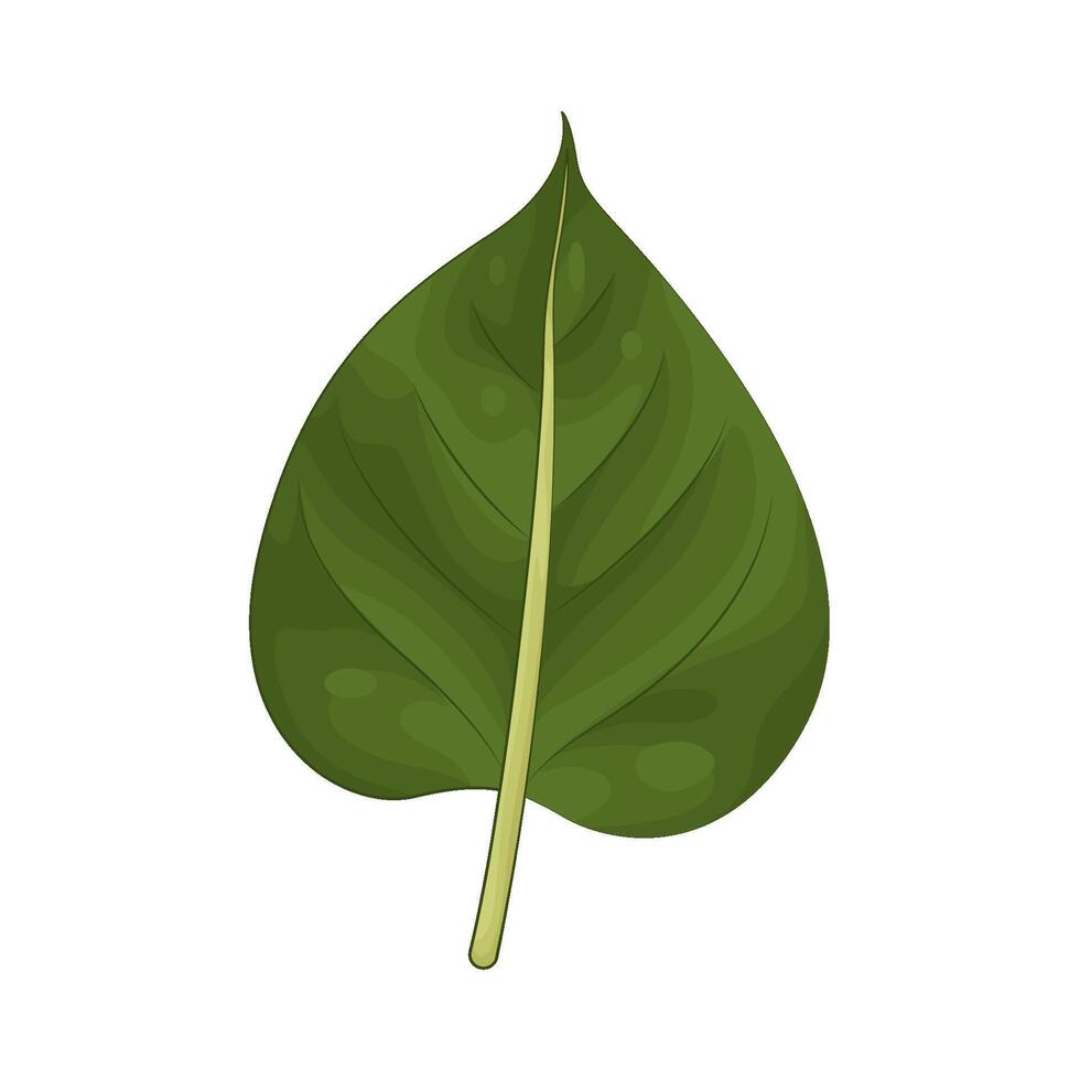 Illustration of Leaf vector