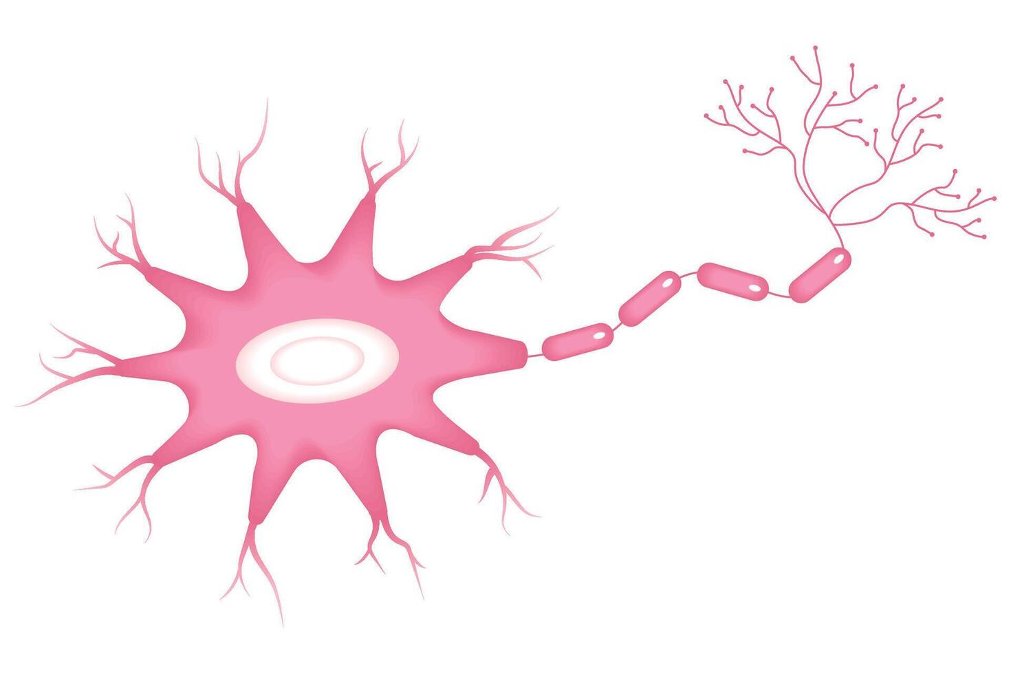 Illustration of neuron anatomy. vector