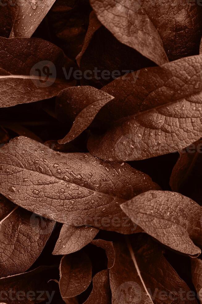 Leaf with water drops. Mocha Mousse texture abstract background. Color of the Year 2025 Mocha Mousse color. Chocolate or Brown Background photo